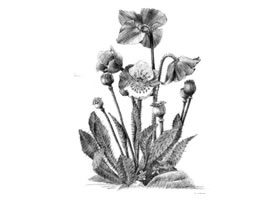 藍(lán)罌粟的素描畫(huà)法