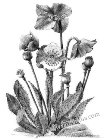 藍罌粟素描畫
