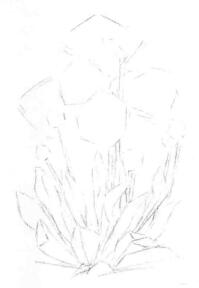 藍罌粟的素描畫線稿畫法步驟02