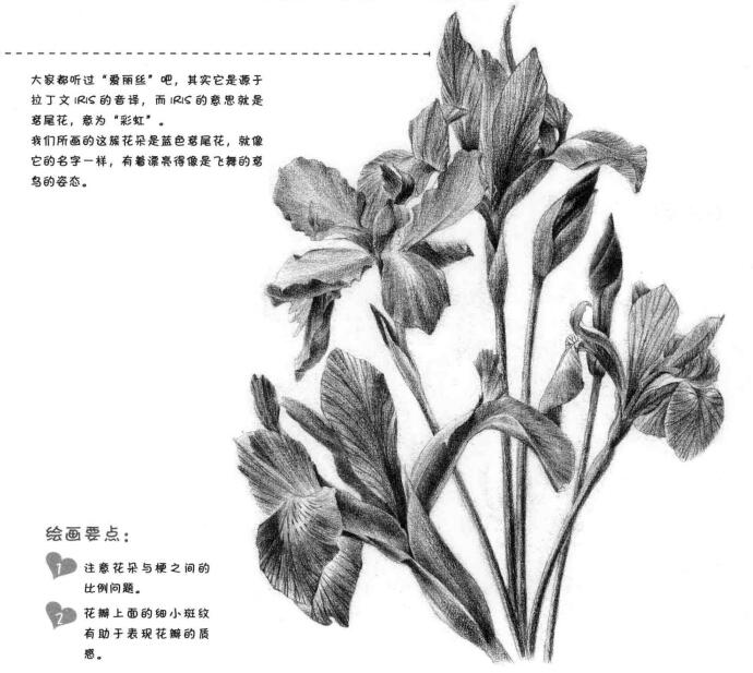 藍(lán)鳶尾的素描畫法