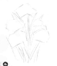 藍(lán)鳶尾的素描畫線稿畫法步驟02