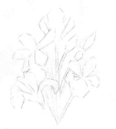 藍(lán)鳶尾的素描畫線稿畫法步驟03
