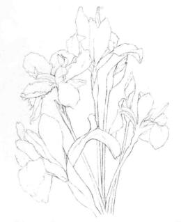 藍(lán)鳶尾的素描畫線稿畫法步驟04
