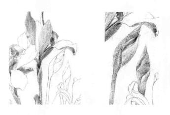 藍(lán)鳶尾的素描鋪大色畫法步驟03