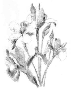 藍(lán)鳶尾的素描鋪大色畫法步驟04