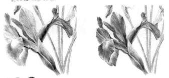 藍(lán)鳶尾的素描逐個(gè)細(xì)化畫法步驟01