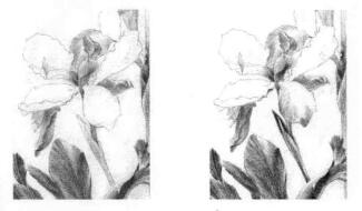 藍(lán)鳶尾的素描逐個(gè)細(xì)化畫法步驟02