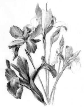 藍(lán)鳶尾的素描逐個(gè)細(xì)化畫法步驟04
