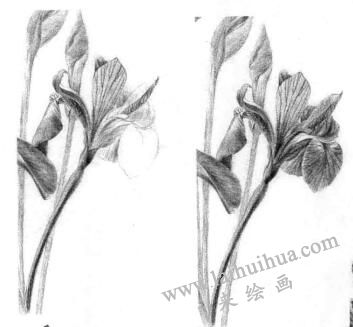藍(lán)鳶尾的素描逐個(gè)細(xì)化畫法步驟05