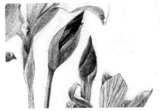 藍(lán)鳶尾的素描逐個(gè)細(xì)化畫法步驟06