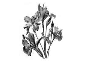 藍(lán)鳶尾的素描畫(huà)法