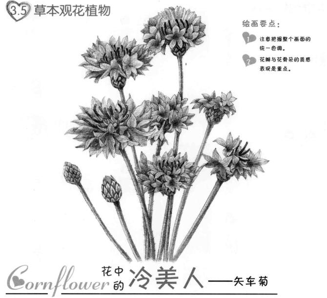 矢車菊的素描畫法