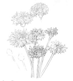 矢車菊的素描畫線稿畫法步驟03
