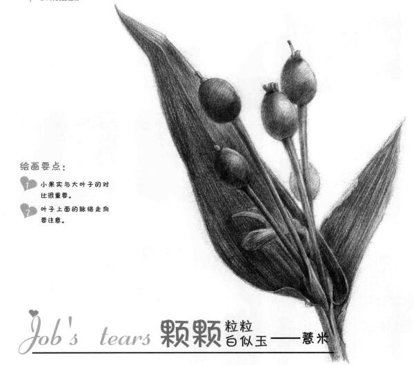 薏苡的素描畫法