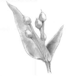 薏米的素描畫法，薏苡的素描畫法步驟02，鋪大色