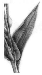 薏米的素描畫法，薏苡的素描畫法步驟01，逐個細(xì)化