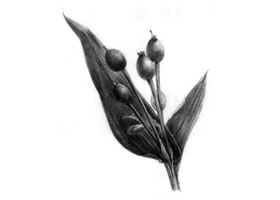 薏苡的素描畫(huà)法