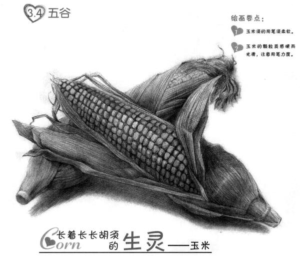 玉米的素描畫(huà)法