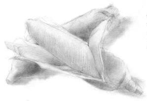 玉米的素描畫(huà)法步驟01，鋪大色