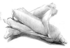 玉米的素描畫(huà)法步驟02，鋪大色