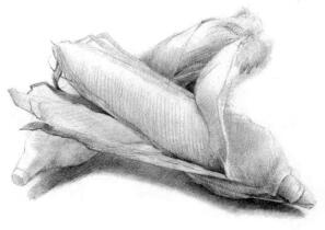 玉米的素描畫(huà)法步驟03，鋪大色