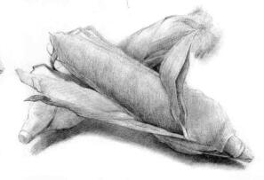 玉米的素描畫(huà)法步驟04，鋪大色