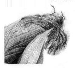 玉米的素描畫(huà)法步驟07，逐個(gè)細(xì)化