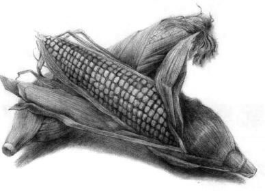 玉米的素描畫(huà)法步驟11，逐個(gè)細(xì)化