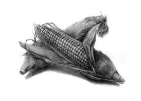 玉米的素描畫(huà)法