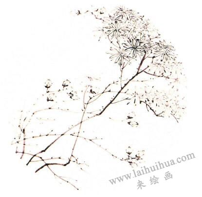 團(tuán)扇菊花的畫法步驟02，范例四