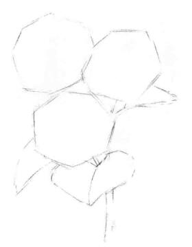 葵花的素描畫法步驟02，畫線稿
