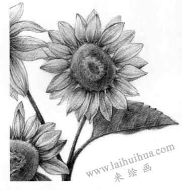 葵花的素描畫法步驟09，逐個(gè)細(xì)化