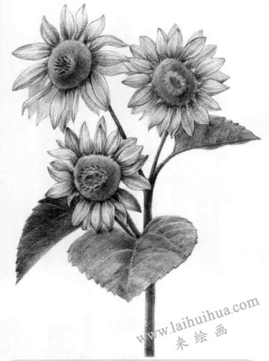 葵花的素描畫法