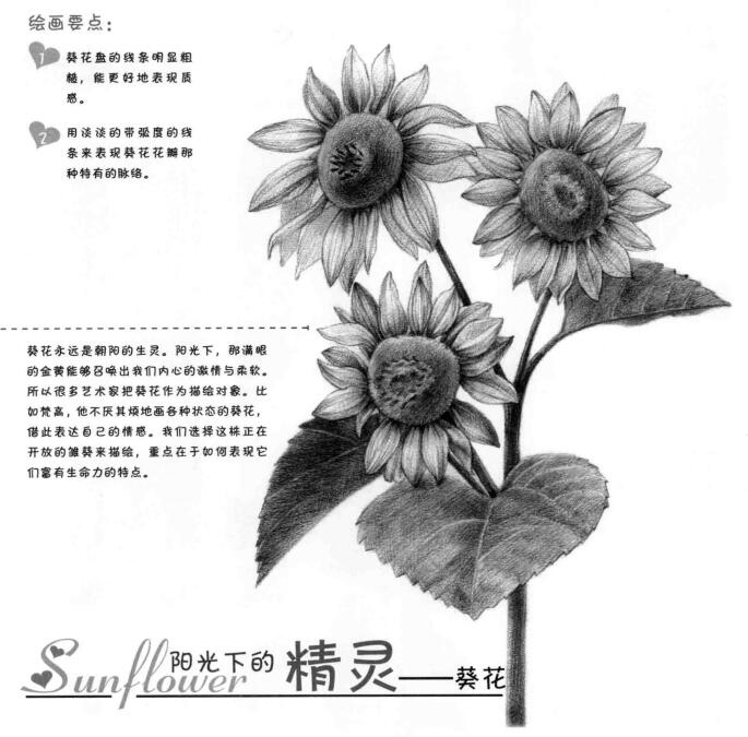 葵花的素描畫法