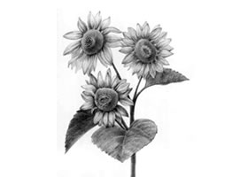 葵花的素描畫(huà)法
