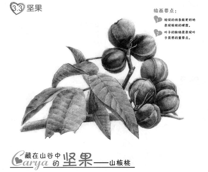 山核桃的素描畫法