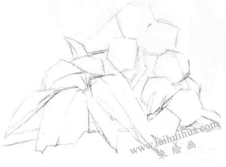 山核桃的素描畫法步驟02，畫線稿