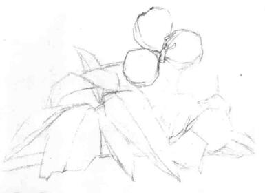山核桃的素描畫法步驟03，畫線稿