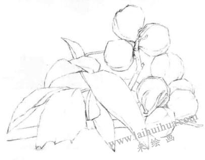 山核桃的素描畫法步驟04，畫線稿