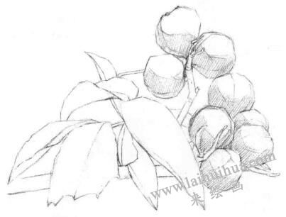 山核桃的素描畫法步驟01，鋪大色