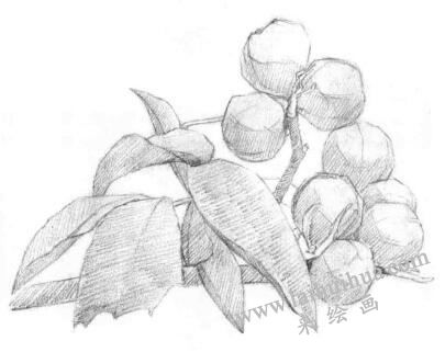 山核桃的素描畫法步驟02，鋪大色