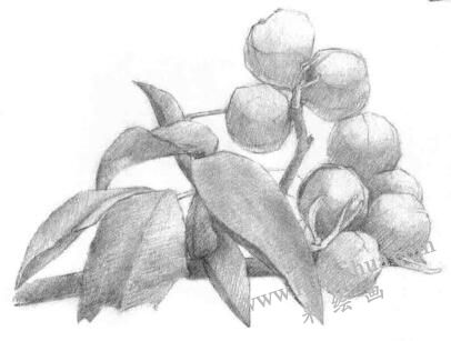 山核桃的素描畫法步驟03，鋪大色