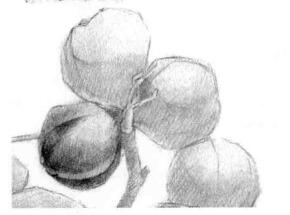 山核桃的素描畫法步驟01，逐個(gè)細(xì)化