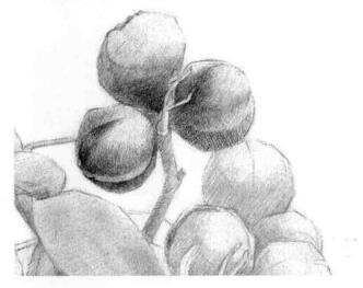 山核桃的素描畫法步驟02，逐個(gè)細(xì)化