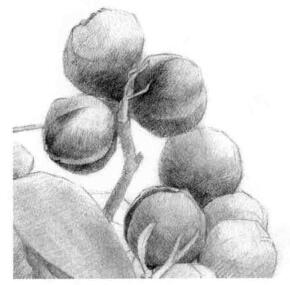 山核桃的素描畫法步驟04，逐個(gè)細(xì)化