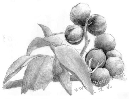山核桃的素描畫法步驟04，逐個(gè)細(xì)化
