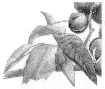 山核桃的素描畫法步驟05，逐個(gè)細(xì)化