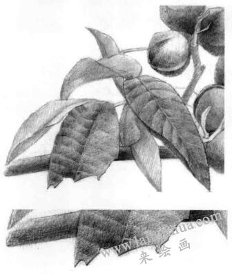 山核桃的素描畫法步驟06，逐個(gè)細(xì)化