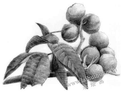 山核桃的素描畫法步驟07，逐個(gè)細(xì)化
