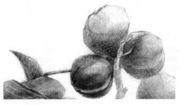山核桃的素描畫法步驟08，逐個(gè)細(xì)化